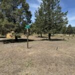 Thumbnail of 1.47 ACRES IN BEAUTIFUL NORTHERN CALIFORNIA JUST NORTH OF ALTURAS WITH POWER AND TIMBER. Photo 5