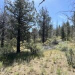 Thumbnail of 1.47 ACRES IN BEAUTIFUL NORTHERN CALIFORNIA JUST NORTH OF ALTURAS WITH POWER AND TIMBER. Photo 6