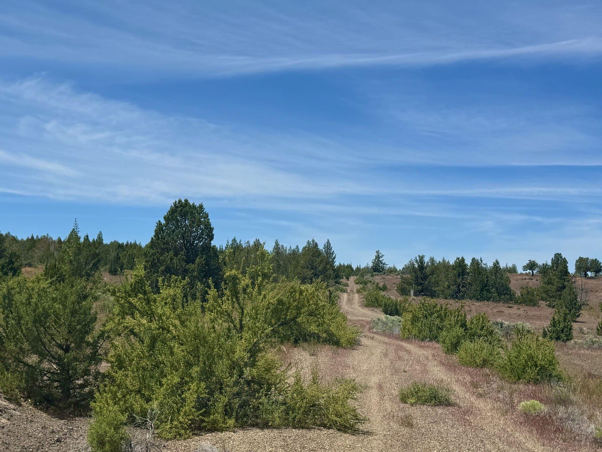 GORGEOUS TREED LOT IN THE FAMOUS PITT RIVER AREA OF NORTHERN CALFORNIA ~ WORLD CLASS FISHING ~ NEAR OREGON & NEVADA photo 11