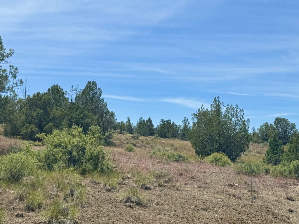 Large view of GORGEOUS TREED LOT IN THE FAMOUS PITT RIVER AREA OF NORTHERN CALFORNIA ~ WORLD CLASS FISHING ~ NEAR OREGON & NEVADA Photo 15