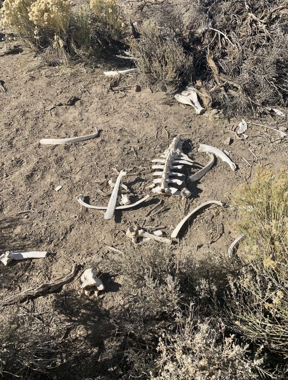 0 SUPERIOR MILLSITE, SUR 37B ~HOT SPRINGS ~ New Pass Mining District ~ Artesian Well/HOT SPRING an Oasis in the Desert ~ Wild Horses ~ Big Game photo 26