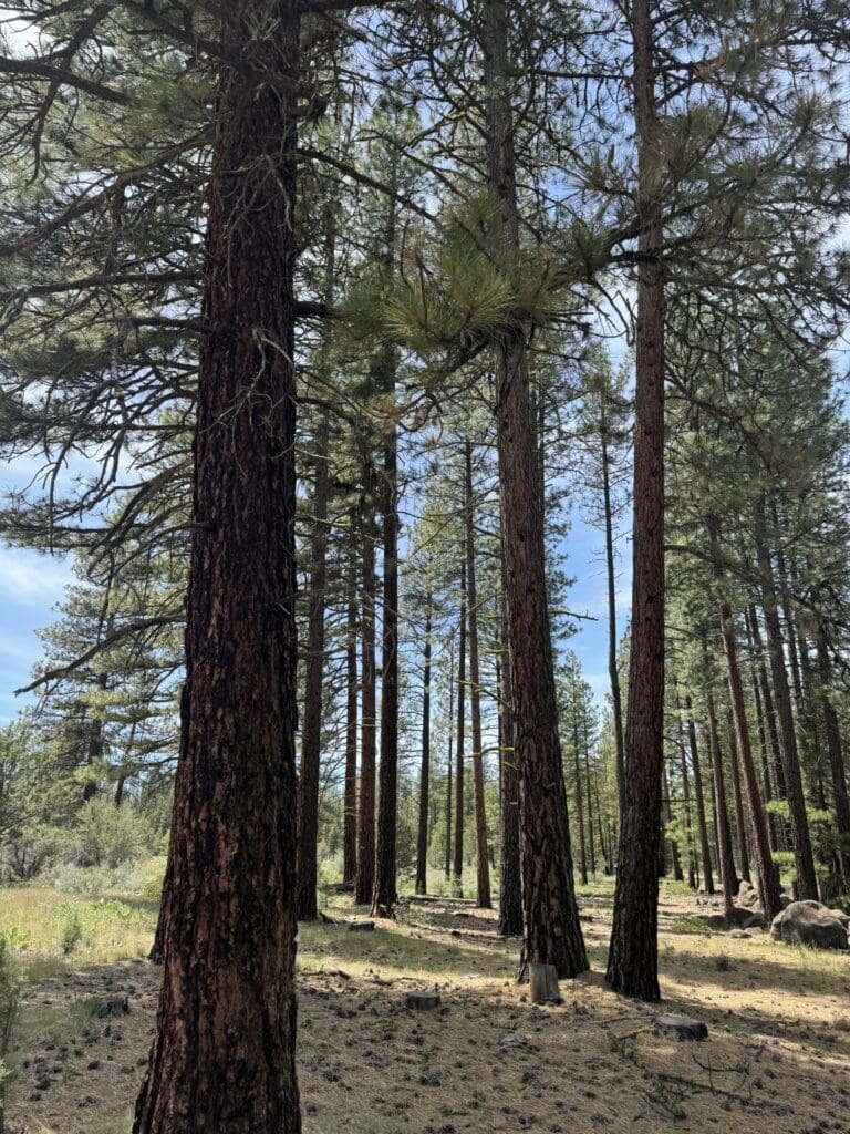 Large view of 30.00 ACRES ~ GORGEOUS NORTHERN CALIFORNIA TIMBERED MOUNTAIN LAND IN MODOC COUNTY NEAR OREGON & NEVADA Photo 10