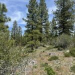 Thumbnail of 30.00 ACRES ~ GORGEOUS NORTHERN CALIFORNIA TIMBERED MOUNTAIN LAND IN MODOC COUNTY NEAR OREGON & NEVADA Photo 2