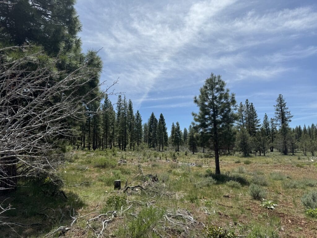 Large view of 30.00 ACRES ~ GORGEOUS NORTHERN CALIFORNIA TIMBERED MOUNTAIN LAND IN MODOC COUNTY NEAR OREGON & NEVADA Photo 14