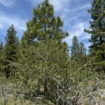 Thumbnail of 30.00 ACRES ~ GORGEOUS NORTHERN CALIFORNIA TIMBERED MOUNTAIN LAND IN MODOC COUNTY NEAR OREGON & NEVADA Photo 11