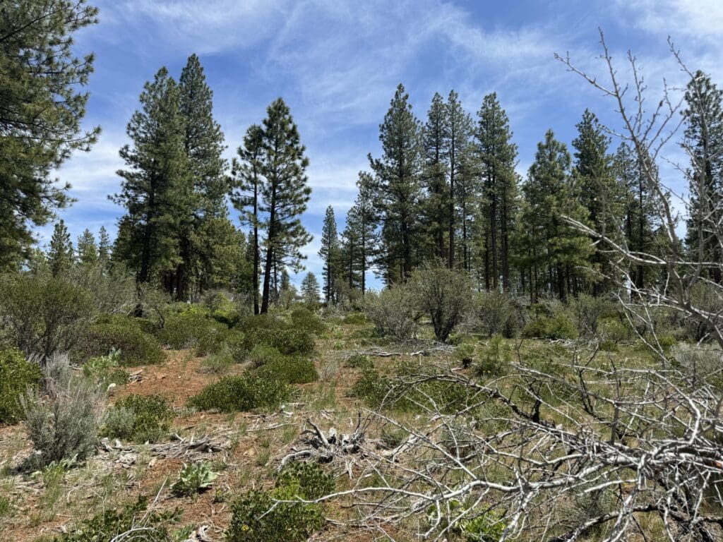 Large view of 30.00 ACRES ~ GORGEOUS NORTHERN CALIFORNIA TIMBERED MOUNTAIN LAND IN MODOC COUNTY NEAR OREGON & NEVADA Photo 1