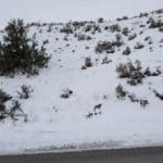 Thumbnail of 0.5 Acre lot located just feet from the Salmon River in Lemhi County, Idaho! Photo 21